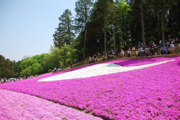 5 Spring Flower Spots in Saitama