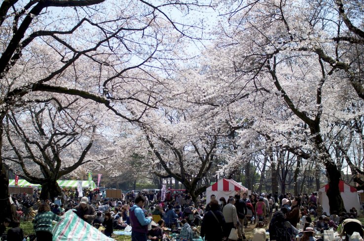 Koganei Park