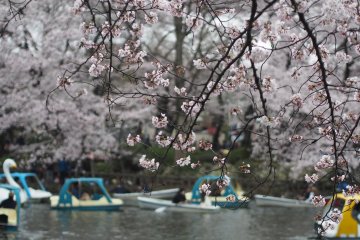 Inokashira Park