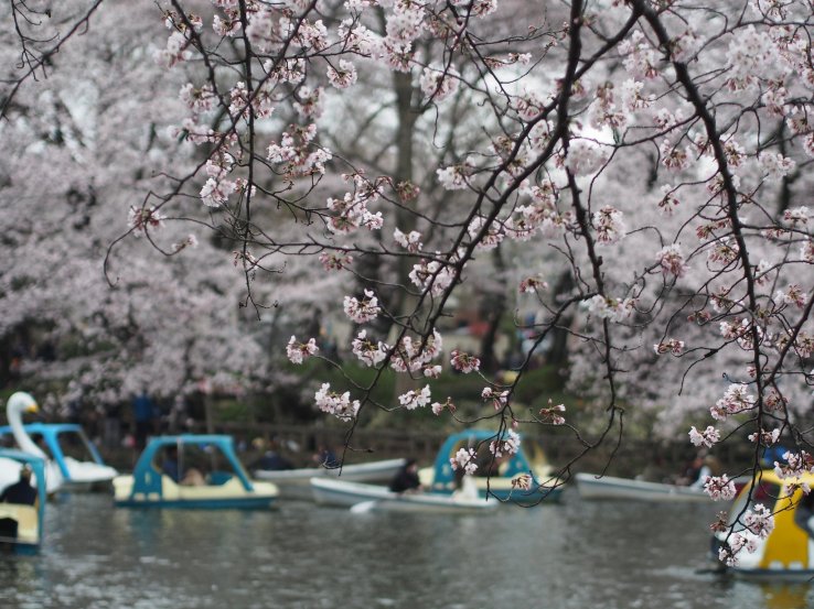 Inokashira Park