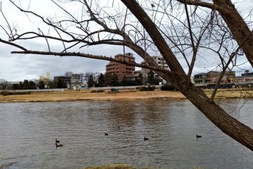 Birdwatching at Hirose River