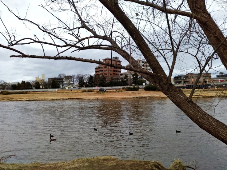 Birdwatching at Hirose River