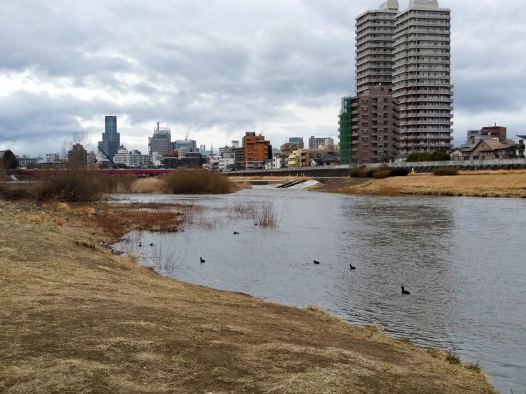 Birdwatching at Hirose River with downtown Sendai in the background