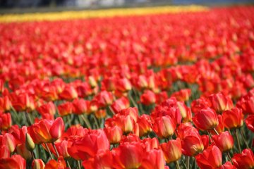 5 Spots for Spring Blooms in Niigata