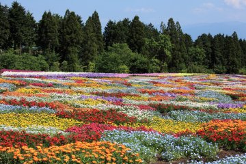 3 Spots for Spring Color in Oita