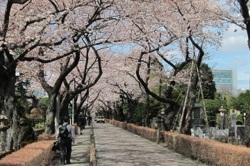 Aoyama Cemetery