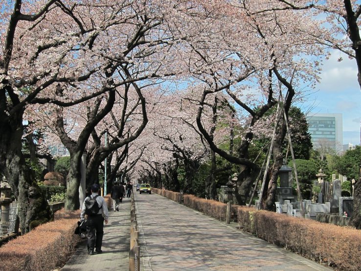 Aoyama Cemetery