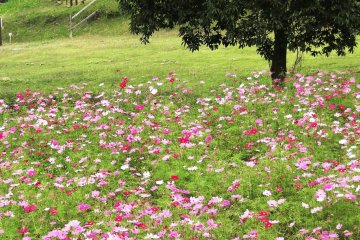 Cosmos in bloom at the Aso Milk Farm