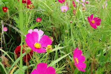 Cosmos provide a burst of color on the autumn landscape