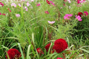 Cosmos and cockscomb bloom near Mt Aso