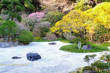 A cornucopia of flowering trees and shrubs