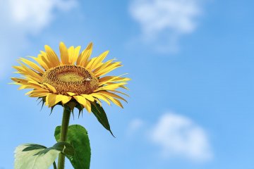 Musashi-murayama Sunflower Garden
