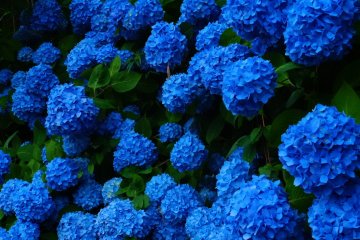 Blue Destinations in Japan