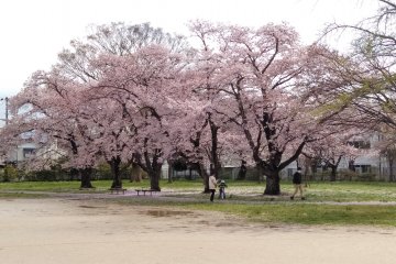 Rows of cherries waiting for your picnic party