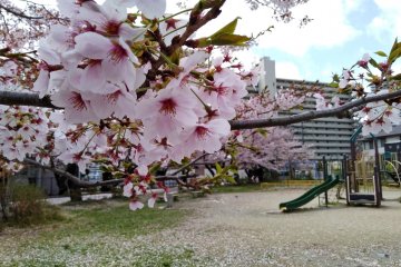 Close-up of cherry blossom petals