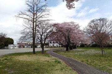 The other trees in the park will soon get their green when the weather warms