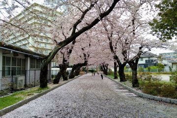 A tunnel of cherries almost begs for a photo shoot!