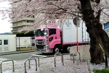 By coincidence, a cherry blossom colored truck passed by