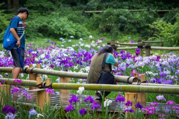 5 Iris Gardens in the Kanto Region