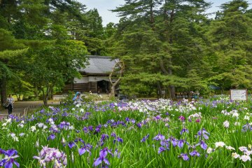 5 Iris Gardens in the Tohoku Region