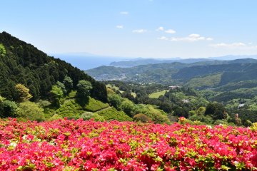 Himenosawa Park Flower Festival 2027