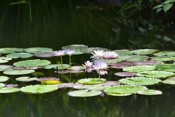 5 Destinations for Monet Fans in Japan