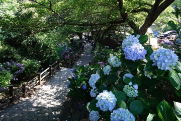 5 Hydrangea Spots in the Chubu Region