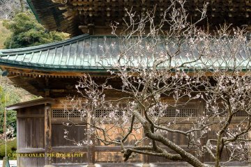 Early plum blossom.