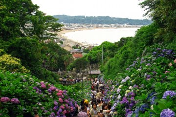 Hydrangea Spots Across Kanagawa