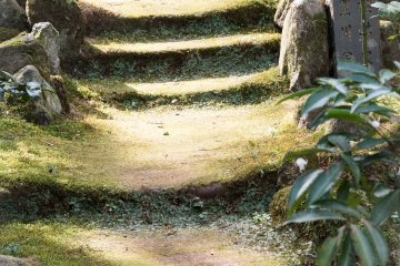 Moss on stone steps.