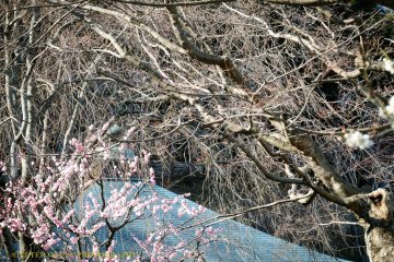 Spring blossoms.