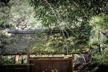  Moss-covered roof of the entrance to the teahouse.