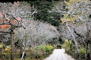 Path through the grounds with Buddha in the distance.