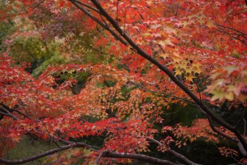 Rivers of ember in the cold autumn air.