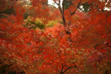 Leaves as warm as a dragon's waking breath.