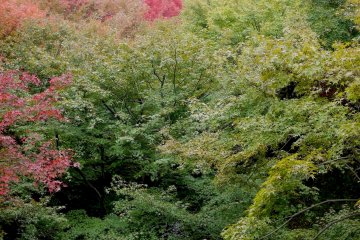 A gentle stream peaks through the trees.