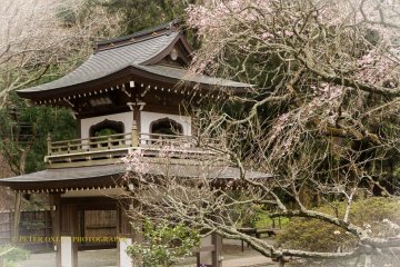 Kamakura Camera  -  Joichiji Temple