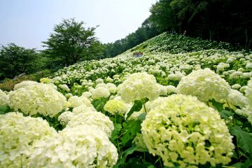 Akigawa Valley Hydrangea Festival