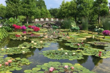 Water Lily Exhibition