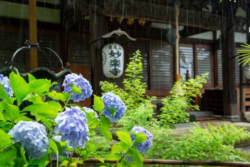 Myōraku-ji Temple Hydrangea Festival
