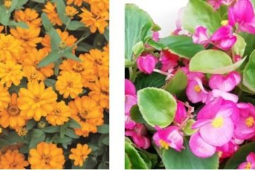 Just some of the flower types to expect at the event