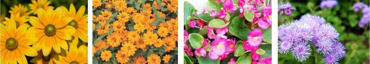Just some of the flower types to expect at the event