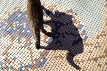 Cat walking across a snail