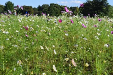 Cosmos Season at Showa Kinen Park