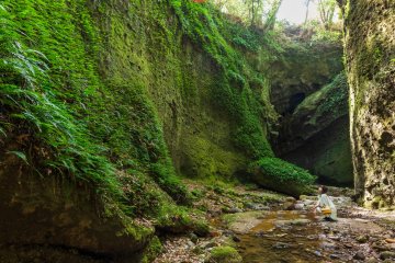 A hidden land of ferns