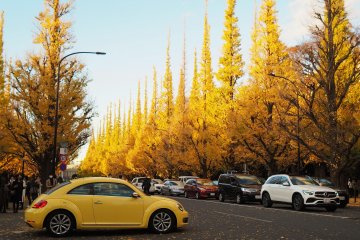 Tokyo's Top Ginkgo Tree Destinations