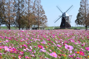 Cosmos at Akebonoyama Agricultural Park