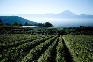 View of vineyards, the Kofu Basin, and Mount Fuji