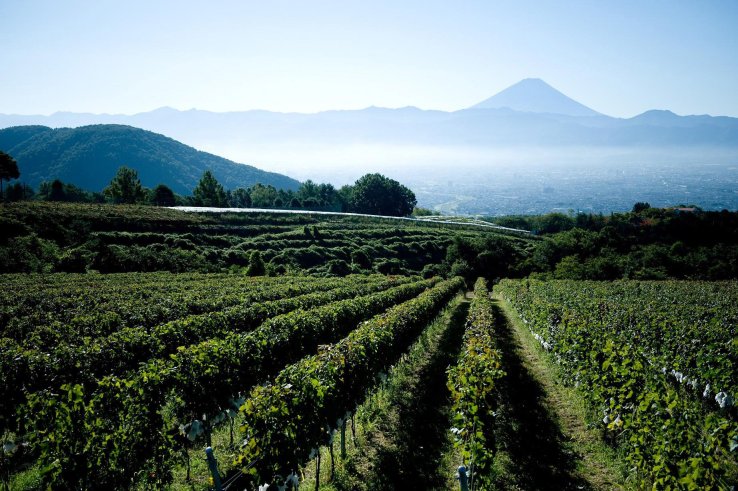 View of vineyards, the Kofu Basin, and Mount Fuji