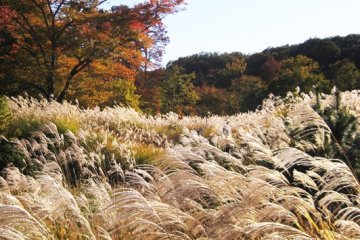 Tokyo's Sayama Park in autumn